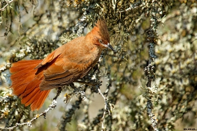 HORNERÓN (Pseudoseisura lophotes)  - Rinc&ograve;n de Vignoli - FLORIDA (Setiembre 2019)