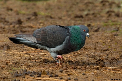 PALOMA DOMÉSTICA (Columba livia) - Playa Penino - SAN JOS&Egrave; (Junio 2019)