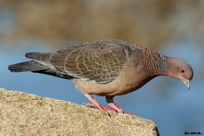 PALOMA DE MONTE (Patagioenas picazuro) - Rambla de Montevideo - (Junio 2019)