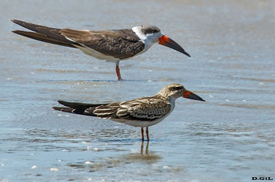 RAYADOR (Rynchops niger) - (Juvenil y Adulto) Playa Penino - SAN JOSÈ (Enero 2021)