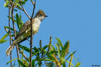 FÍOFÍO GRANDE (Elaenia spectabilis) - Rincòn de Franquìa - BELLA UNION (Noviembre 2020)