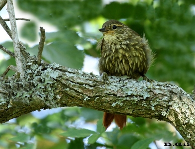 TITIRÍ (Syndactyla rufosuperciliata) - (Juvenil) Monte sobre R&igrave;o Cebollat&igrave; - ROCHA (Diciembre 2014)