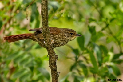 TITIRÍ (Syndactyla rufosuperciliata) - Monte en La Arenisca - COLONIA (Diciembre 2017)