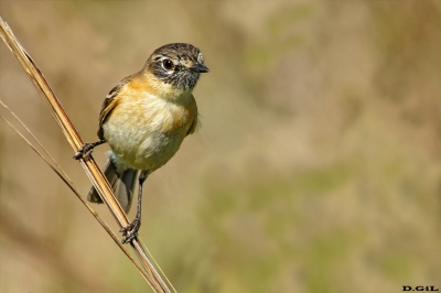 TACHURÍ CANELA (Polystictus pectoralis) - Tomas Gomensoro - ARTIGAS (Noviembre 2020)
