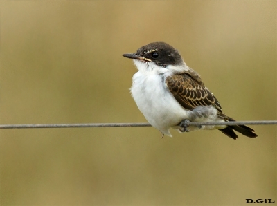 TIJERETA (Tyrannus savana) - (Juvenil) Laguna del Diario - MALDONADO (Enero 2015)