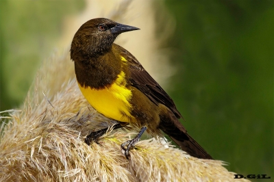 PECHO AMARILLO (Pseudoleistes virescens) - Laguna del Diario - MALDONADO (Marzo 2019)