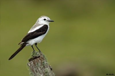 VIUDITA BLANCA GRANDE (Xolmis dominicanus) - (Hembra) Costa de Pelotas - ROCHA (Diciembre 2017)