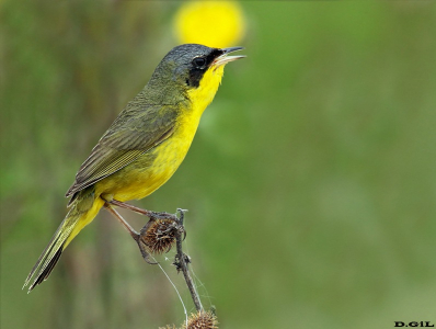 ARAÑERO CARA NEGRA (Geothlypis aequinoctialis) - Estero de Pelotas - ROCHA (Noviembre 2015)
