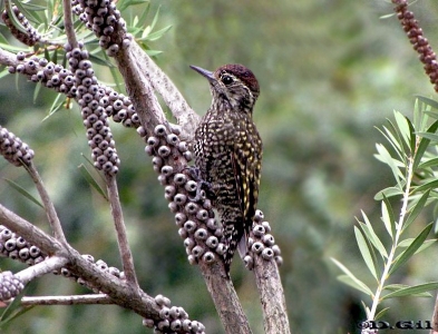 CARPINTERITO MANCHADO (Dryobates spilogaster)  - Parque Rivera-MONTEVIDEO (Febrero 2011)