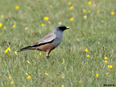 VIUDITA CHOCOLATE (Neoxolmis rufiventris) - Campo en Arerunguá - SALTO (Mayo 2014)