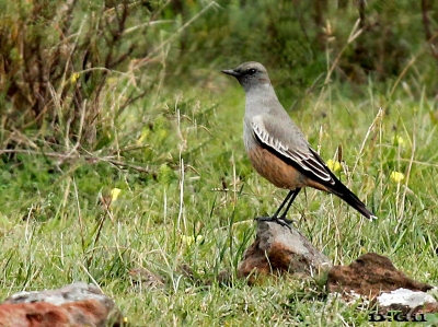 VIUDITA CHOCOLATE (Neoxolmis rufiventris) - Campo en Arerunguá - SALTO (Mayo 2014)