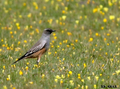 VIUDITA CHOCOLATE (Neoxolmis rufiventris) - Campo en Arerunguá - SALTO (Mayo 2014)