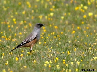 VIUDITA CHOCOLATE (Neoxolmis rufiventris) - Campo en Arerunguá - SALTO (Mayo 2014)