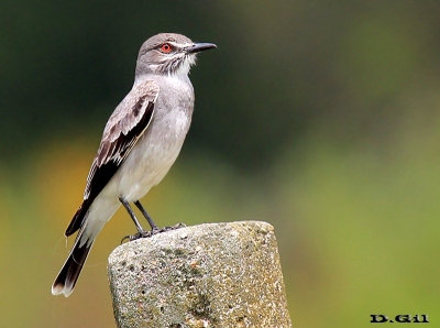 VIUDITA GRIS (Nengetus cinereus) - Rincón de Melilla-MONTEVIDEO (Octubre 2012)