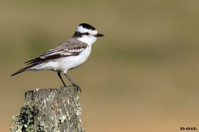 VIUDITA CORONADA (Xolmis coronatus) - Campo en Arazatí - SAN JOSÉ (Junio 2017)