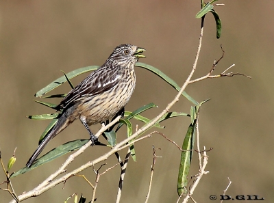 CORTARRAMAS (Phytotoma rutila) - Paso Pache-CANELONES (Junio 2012)