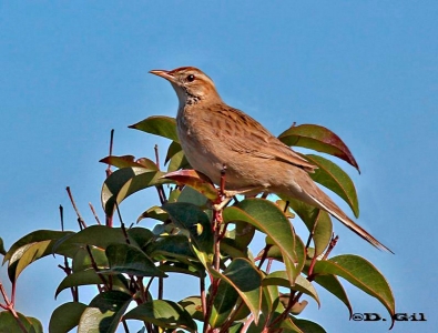 ESPINERO (Anumbius annumbi) - Laguna del Diario - MALDONADO (Marzo 2013)
