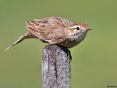 ESPINERO (Anumbius annumbi) - Rincòn de Melilla - MONTEVIDEO (Marzo 2011)