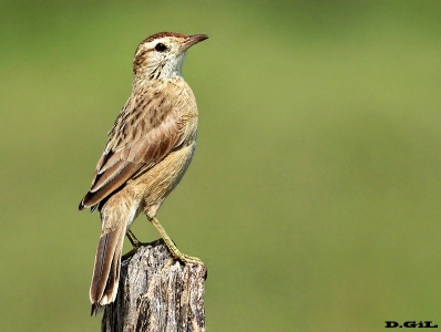 ESPINERO (Anumbius annumbi) - Rincòn de Vignoli - FLORIDA (Marzo 2014)