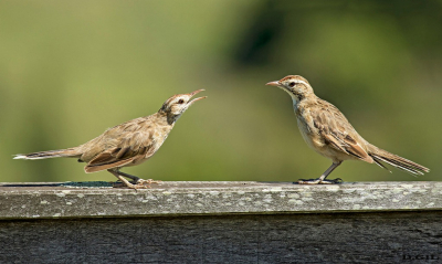 ESPINERO (Anumbius annumbi) - Campo en Paso Mauricio - SAN JOSÈ (Setiembre 2015)