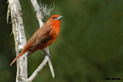 FUEGUERO (Piranga flava) - Laguna del Diario - MALDONADO (Mayo 2018)