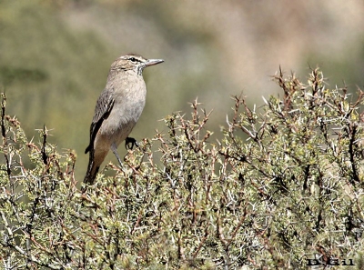 GAUCHO PATAGÓNICO (Agriornis micropterus) - Reserva Villavicencio - Mendoza-ARGENTINA (Abril 2015)