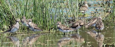 PLAYERITO PECHO GRIS (Calidris melanotos) - Paso Mauricio - SAN JOSÈ (Octubre 2012)