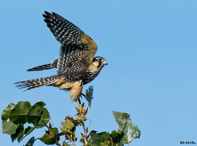 HALCÓN PLOMIZO (Falco femoralis) - Jose Ignacio - MALDONADO (Noviembre 2011)