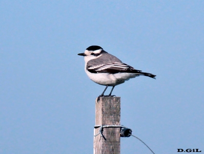 VIUDITA CORONADA (Xolmis coronatus) - Campo en COLONIA (Julio 2011)