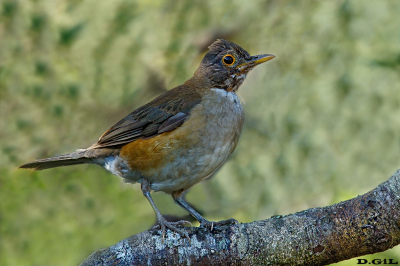 ZORZAL COLLAR BLANCO (Turdus albicollis) - Cerro de las Cuentas - CERRO LARGO (Diciembre 2021)
