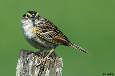 CHINGOLO CEJA AMARILLA (Ammodramus humeralis) - Humedales del Santa Lucìa - MONTEVIDEO (Noviembre 2021)