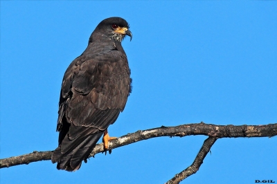 CARACOLERO (Rostrhamus sociabilis) - Río Cebollatí - ROCHA (Diciembre 2015)