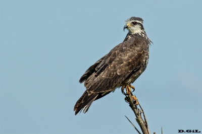 CARACOLERO (Rostrhamus sociabilis) - (Juvenil) Costa de Pelotas - ROCHA (Enero 2014)