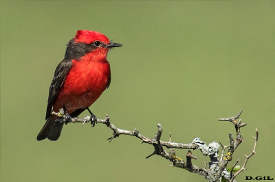 CHURRINCHE (Pyrocephalus rubinus) - Paso Mauriciio - SAN JOSÈ (Octubre 2016)