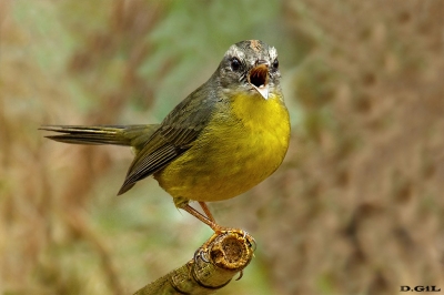 ARAÑERO CHICO (Basileuterus culicivorus) - Bañados de Carrasco - MONTEVIDEO (Agosto 2021)