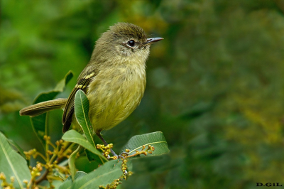 LIGERITO (Phylloscartes ventralis) - Humedales del Santa Lucìa - MONTEVIDEO (Noviembre 2021)