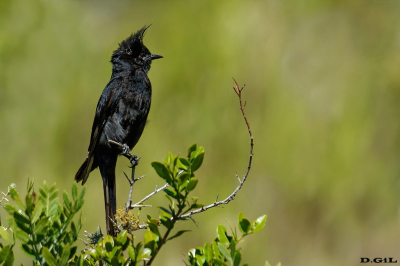 VIUDITA NEGRA COPETONA (Knipolegus lophotes) - Cerro de las Cuentas - CERRO LARGO (Diciembre 2021)