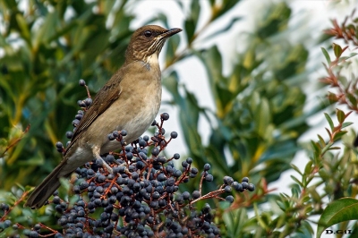 SABIA COMÚN (Turdus amaurochalinus) - Arazatì - SAN JOSÈ (Mayo 2017)