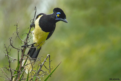 URRACA COMÚN (Cyanocorax chrysops) - Parque Lecocq - MONTEVIDEO (Octubre 2021)