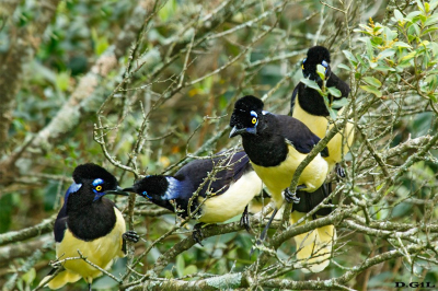 URRACA COMÚN (Cyanocorax chrysops) - Parque Lecocq - MONTEVIDEO (Octubre 2021)