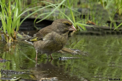 VERDERÓN (Chloris chloris) - (Hembra) Laguna del Diario - MALDONADO (Setiembre 2015)