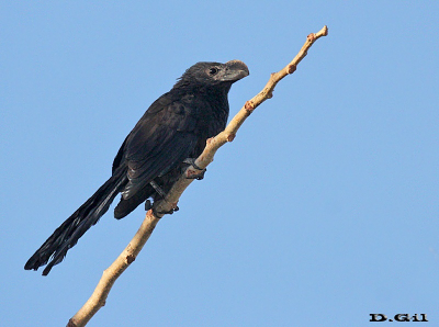 PIRINCHO NEGRO CHICO (Crotophaga ani) - Punta Cana - REP. DOMINICANA (Abril 2016)