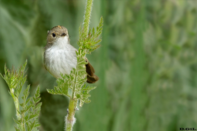 BARULLERO (Euscarthmus meloryphus) - Arapey- SALTO (Setiembre 2022)