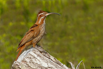 TREPADOR GRANDE (Drymornis bridgesii) - Arapey - SALTO (Setiembre 2022)