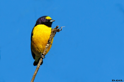 TANGARÁ GARGANTA VIOLACEA (Euphonia chlorotica) - Iguazù-Misiones - ARGENTINA (Abril 2022)