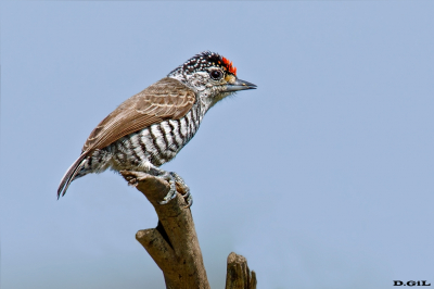 CARPINTERITO COMÚN (Picumnus cirratus) - Arapey- SALTO (Setiembre 2022)