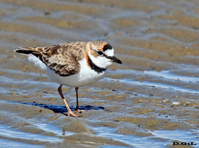 CHORLITO DE COLLAR (Charadrius collaris)  - Piedras del Chileno - MALDONADO (Febrero 2013)