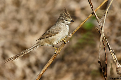 COLUDITO COPETÓN (Leptasthenura platensis)  - La Arenisca - COLONIA (Agosto 2022)