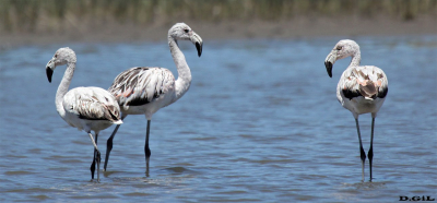 FLAMENCO AUSTRAL (Phoenicopterus chilensis) - Laguna de Rocha - ROCHA (Marzo 2014)