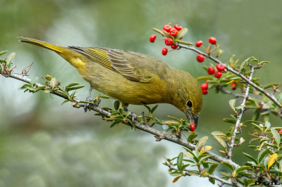 FUEGUERO (Piranga flava) - (Hembra) Humedales del Santa Lucìa - MONTEVIDEO (Junio 2022)